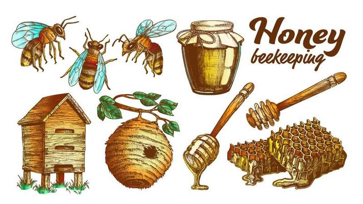Color Honey Beekeeping Apiary Set Vector