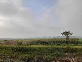 paisaje con hermosos campos de maíz. hermosa naturaleza rural. espacio ilimitado foto