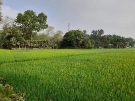 Green agricultural fields and summer countryside in the rural landscape photo