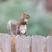 A mother squirrel stands upright on a fence, her babies somewhere nearby. photo