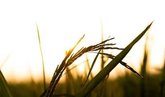 Rice paddy and light of sunset photo