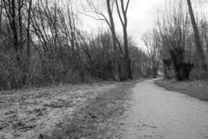 Grayscale shot of path in the woods photo