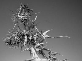 grayscale shot of a black and white flower photo