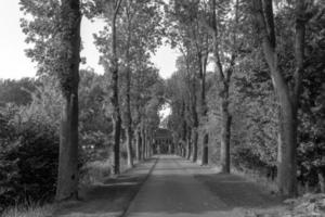 toma en escala de grises del camino en el bosque foto