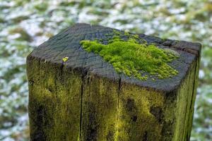 old wooden post with moss photo