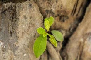 Small trees growing in the branches of palm trees or parasitic plants that rely on palms to thrive are part of the beauty of nature. photo
