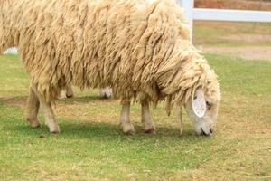 las ovejas blancas y pardas se crían en las granjas de los granjeros para ser esquiladas, vendidas y mostradas a los pastores como ecoturismo en las cálidas y ligeramente frescas colinas y valles para familiarizarse con las ovejas. foto