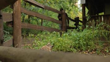 un chat gris des rues s'enfuit video