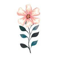 flower pink color with branch and leaves, on white background vector