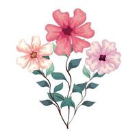 flowers pink color with branches and leaves, on white background vector