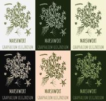 Set of vector drawings MARSHWORT in different colors. Hand drawn illustration. Latin name Gnaphalium uliginosum.