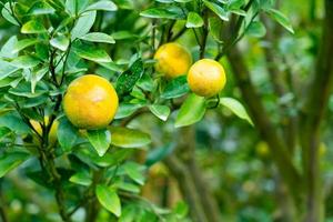 fresh tangerine orange on tree photo