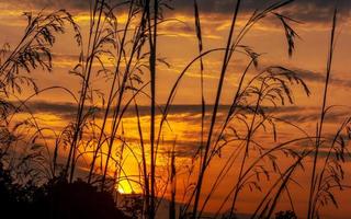 Grass in silhouette against the orange sunset sky photo