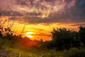 Woodland at golden hour sunset with tree silhouette photo