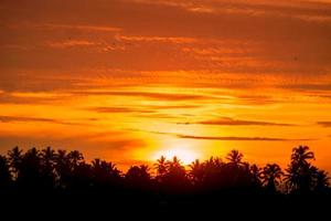 Tropical palm tree silhouette with sunset in the background photo