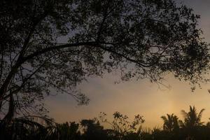 un árbol en silueta con fondo de puesta de sol foto