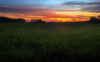 hermosa puesta de sol sobre el campo de arroz con vistas al cielo colorido en el fondo foto