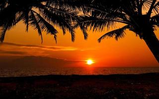 Beach sunset landscape with coconut trees photo