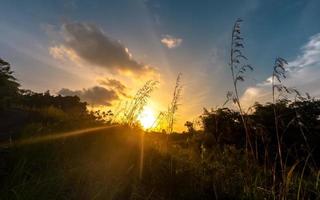 Sunset in the woods with sunlight photo