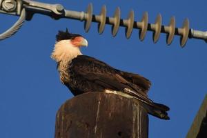 Crested Caracara Perched on Pole Pro photo