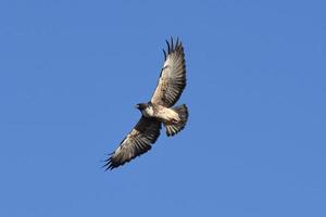 White-tailed Hawk Geranoaetus albicaudatus in flight free photo