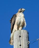 Red-tailed Hawk Perched on Pole Free Photo