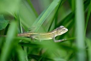 Green Chameleon between grasses photo