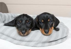 lindos cachorros de un dachshund de pelo duro están acostados en la cama. retrato de perros. foto