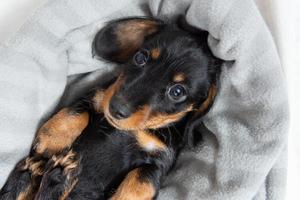 very young dachshund puppy resting on a white bed. photo