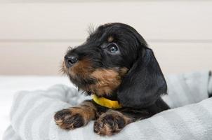 small wire-haired dachshund puppy is lying on the bed. Portrait of dog. photo