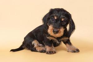 pequeño cachorro dachshund de pelo duro sobre un fondo claro. retrato de perro. foto