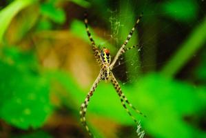 Spiders Nesting in the Garden photo