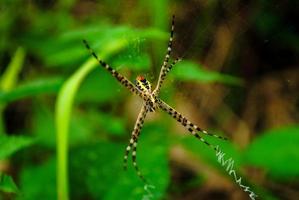 Spiders Nesting in the Garden photo