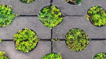 hierba verde que crece entre bloques de pavimentación de jardín