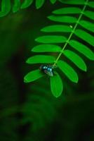 Fly on green leaf photo