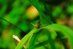 a grasshopper perched on the leaves photo
