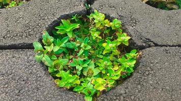 hierba verde que crece entre bloques de pavimentación de jardín foto