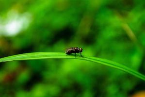 Fly on green leaf photo