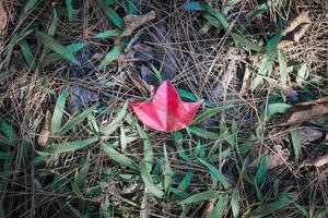 Closeup of empty red maple leaf on the grass photo