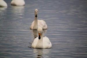 A view of a Whooper Swan at Martin Mere Nature Reserve photo