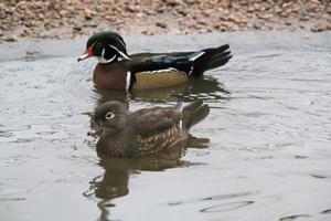 una vista de un pato de madera en el agua foto