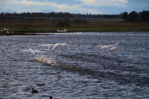 A view of a Whooper Swan at Martin Mere Nature Reserve photo