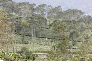 foto de árboles al pie de la montaña durante el día