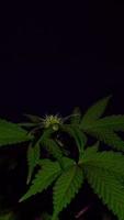 video de lapso de tiempo vertical de plantas de cannabis que crecen en una granja interior.
