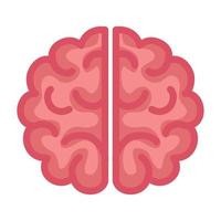 neurology, brain human on white background vector