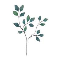 branch with leaves on white background vector
