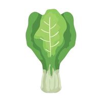 fresh chard leafs vegetables isolated icon vector