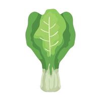 fresh chard leafs vegetables isolated icon vector