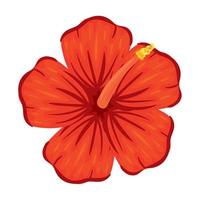 hibiscus flower of red color, in white background vector