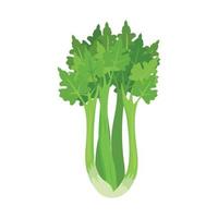 celery plant, green leaves in white background vector